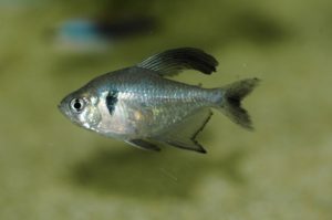 <i>Megalamphodus megalopterus</i> (Eigenmann, 1915) ブラックファントム