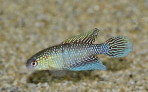 <i>Hypsolebias fulminantis</i> (Costa & Brasil, 1993) ヒプソレビアス・フルミナンチス