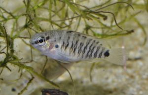 <i>Badis kyanos</i> Valdesalici & van der Voort, 2015 バディス・キャノス