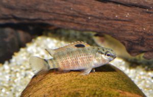 <i>Badis laspiophilus</i> Valdesalici & van der Voort, 2015 バディス・ラスピオフィルス