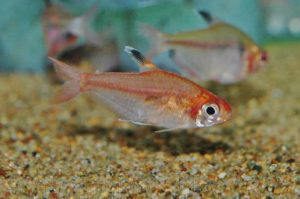 <i>Megalamphodus haraldschultzi</i> Travassos, 1960 クリスタルレッドテトラ