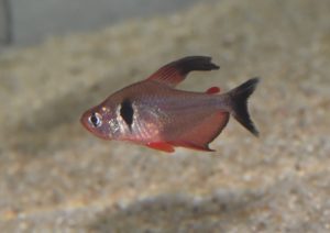 <i>Megalamphodus</i> sp. ファイアーファントム