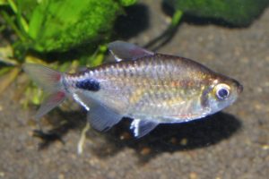 <i>Bathyaethiops breuseghemi</i> (Poll, 1945) ラージスケールムーンテトラ　新称