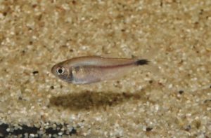 Acestrorhamphidae sp. ぺルヴィアンルビーレッドテトラ