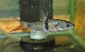 <i>Hampala macrolepidota</i> Kuhl & Van Hasselt, 1823 ハンパラ・マクロレピドタ