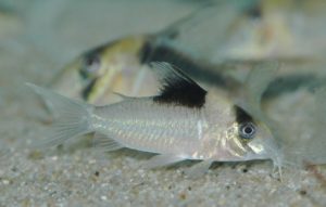 <i>Brochis crypticus </i>(Sands 1995) コリドラス：ブロキス・クリプチクス