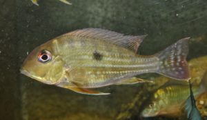 <i>Geophagus abalios</i> López-Fernández & Taphorn, 2004 ゲオパグス・アバリオス