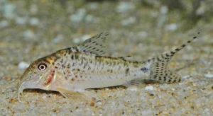 <i>Corydoras areio</i> Knaack, 2000 フマッサ