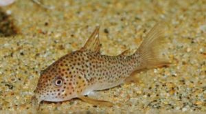 <i>Hoplisoma</i> sp. コリドラス：ホプリソマ sp. ガラナ