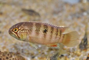 <i>Nannacara adoketa</i> Kullander & Prada-Pedreros, 1993 ナンナカラ・アドケタ