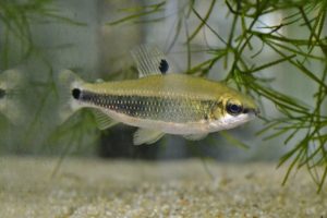 ディスチコドゥス・テウゲルシ