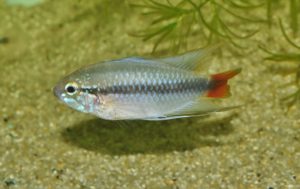 <i>Apistogramma erythrura</i> Staeck & Schindler, 2008 アピストグラムマ・エリスルラ