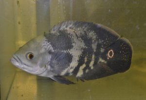<i>Astronotus ocellatus</i> (Agassiz, 1831) アストロノトゥス・オセラートゥス