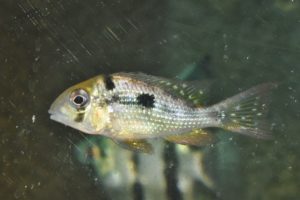 <i>Gymnogeophagus caaguazuensis</i> Staeck, 2006 ギムノゲオパグス・カアグアズエンシス
