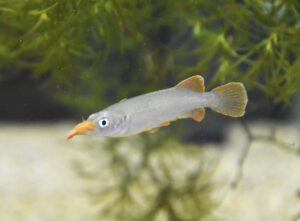 スラウェシレッドフィンハーフビーク