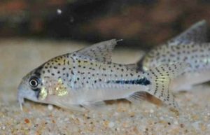 <i>Hoplisoma</i> sp. コリドラス：ホプリソマ sp. ペルーボンディ