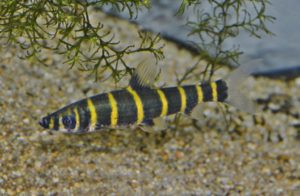 <i>Synaptolaemus latofasciatus</i> (Steindachner, 1910) オレンジバンデッドサルトール