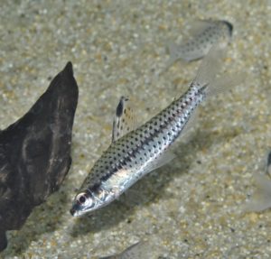 <i>Chilodus punctatus</i> Müller & Troschel, 1844 キロドゥス・プンクタトゥス