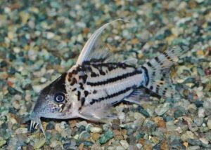 <i>Brochis</i> sp. コリドラス：ブロキス sp. ロングノーズシュワルツィー