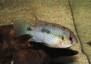 アノマロクロミス・トマシ