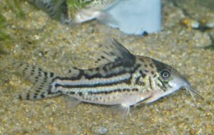 <i>Brochis</i> sp. コリドラス：ブロキス sp. ニューインコリカナ 