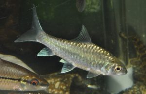 <i>Neolissochilus stracheyi</i> (Day, 1871) ブルーマハシール