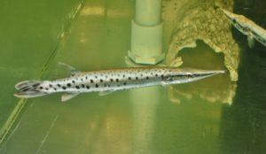 <i>Boulengerella maculata</i> (Valenciennes, 1850) スポッテッドパイクカラシン