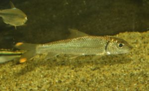 <i>Hypselobarbus kurali</i> Menon & Rema Devi, 1995 レッドカナリーゼバルブ