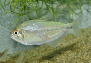 <i>Dectobrycon armeniacus</i> Zarske & Géry, 2006 レインボーラコヴィスカス