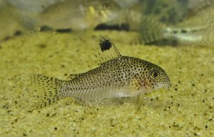 <i>Corydoras punctatuｍ</i> (Bloch, 1794) コリドラス：ホプリソマ・プンクタトゥム