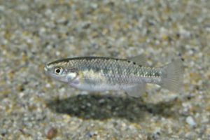 <i>Crenichthys baileyi</i> (Gilbert, 1893) クレニクティス・バイレイ