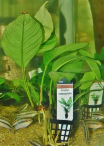 <i>Anubias heterophylla</i> アヌビアス・ヘテロフィラ