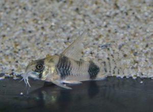 <i>Hoplisoma tukano</i> (Britto & Lima, 2003) コリドラス：ホプリソマ・ツカノ