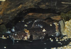 <i>Batrochoglanis raninus</i> (Valenciennes, 1840) タイソンジャウー