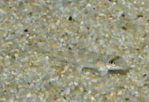 <i>Psilorhynchus balitora</i> (Hamilton, 1822) プシロリンクス・バリトラ