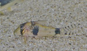 <i>Corydoras desana</i> Lima, F. C. T. and I. Sazima  2017.  コリドラス・デサナ