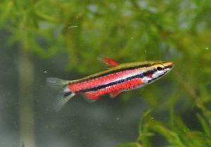 <i>Nannostomus rubrocaudatus</i> Zarske, 2009 ブラッドレッドペンシル