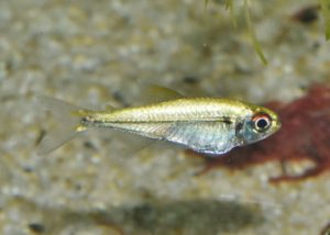 Acestrorhamphidae sp. ゴールデン（プラチナ）テトラ