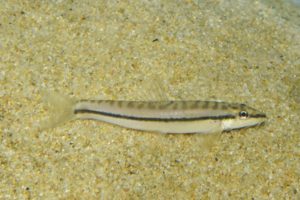 <i>Nemacheilus longistriatus</i> Kottelat 1990 ブラックライントピードローチ