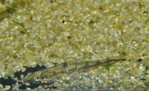 <i>Psilorhynchus sucatio</i> (Hamilton, 1822) バンタムトレントフィッシュ