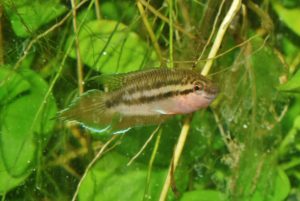 <i>Pseudosphromenus dayi</i> (Engmann 1909) スパイクテールパラダイスフィッシュ