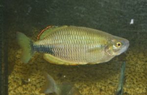 <i>Melanotaenia sembrae</i> Kadarusman, Carman & Pouyaud 2015. メラノタエニア・センブラエ