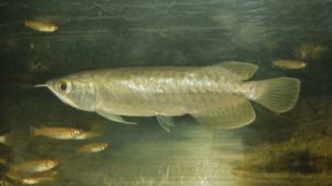 <i>Scleropages inscriptus</i> Roberts 2012 カラクサアロワナ