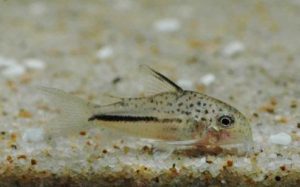 <i>Hoplisoma bondi</i> (Gosline, 1940) コリドラス：ホプリソマ・ボンディ