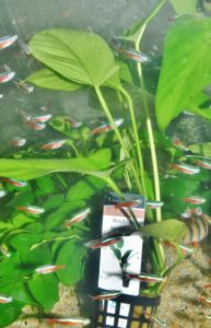 <i>Anubias hastifolia</i> アヌビアス・ハスチフォリア