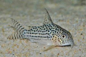 <i> Hoplisoma araguaiaense</i> (Sands 1990) コリドラス：ホプリソマ・アラグアイアエンセ