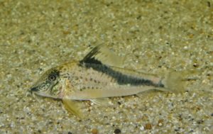 コリドラス・フォウレリ　ブラックトップ