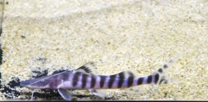 ゼブラキャット