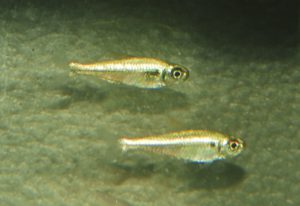 <i>Hemigrammus bellottii</i> (Steindachner, 1882) へミグラームス・ベロッティ