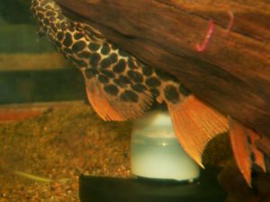 <i>Pseudacanthicus leopardus</i> (Fowler, 1914) オレンジフィンレオパードトリムプレコ